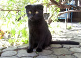 чёрный породистый кот