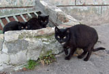 черные кошки, котята