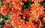 цветы красные хризантемы