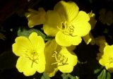 желтые цветы макро
