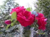 малиновые розы